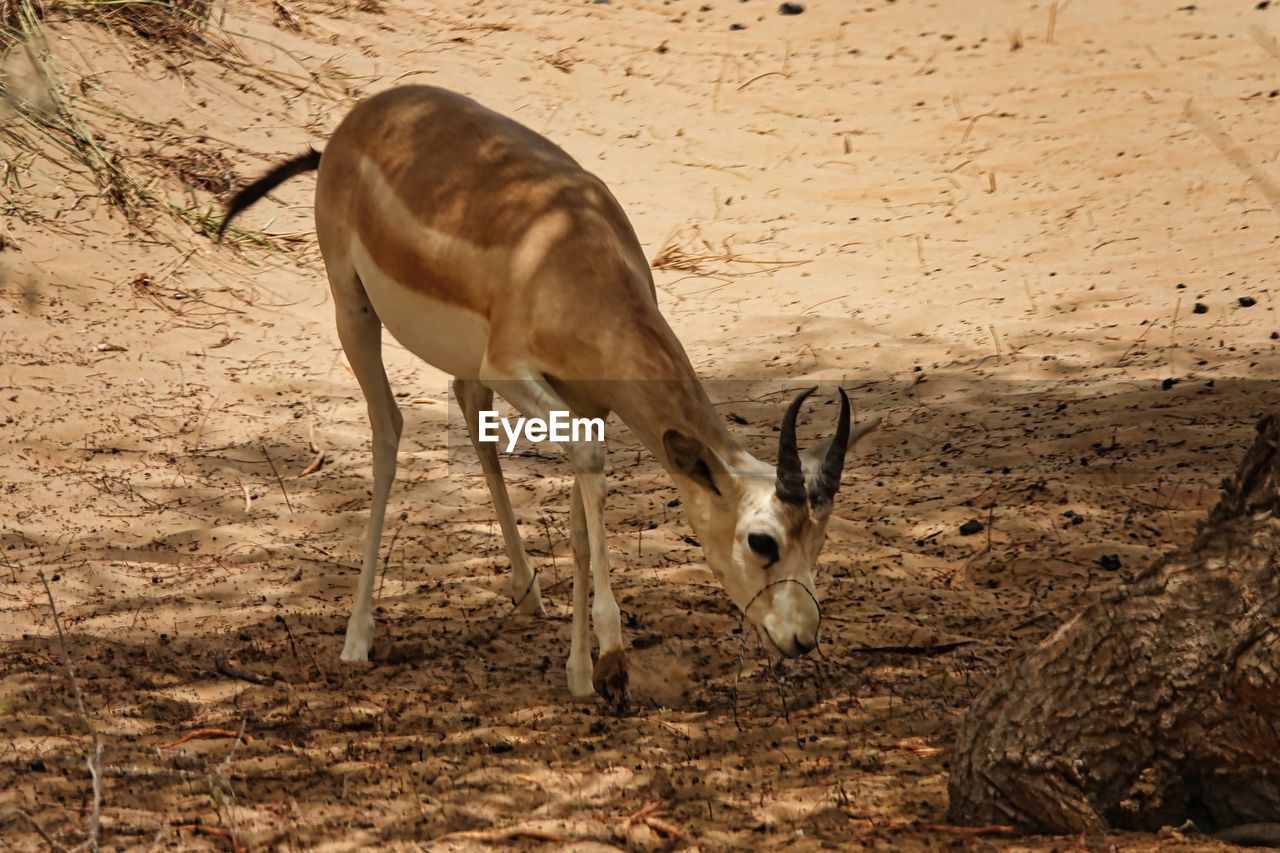 animal, animal themes, animal wildlife, mammal, springbok, wildlife, gazelle, one animal, antelope, nature, land, no people, domestic animals, field, day, sunlight, herbivorous, horned, impala, outdoors, brown, oryx, standing, deer, full length