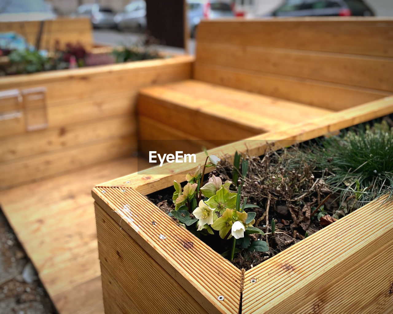 plant, wood, nature, box, growth, no people, focus on foreground, crate, day, container, freshness, potted plant, outdoors, flower, food and drink, beauty in nature, close-up, architecture, garden, backyard, food