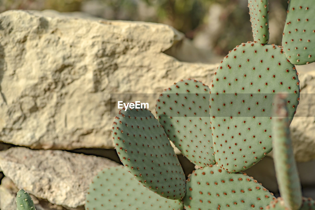 CLOSE-UP OF CACTUS ON ROCK