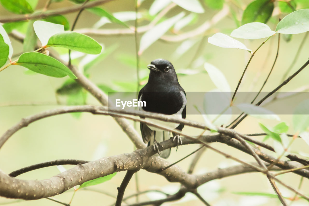 animal, animal themes, animal wildlife, bird, wildlife, tree, plant, branch, one animal, perching, nature, beak, plant part, leaf, no people, outdoors, beauty in nature, black, full length, day, environment