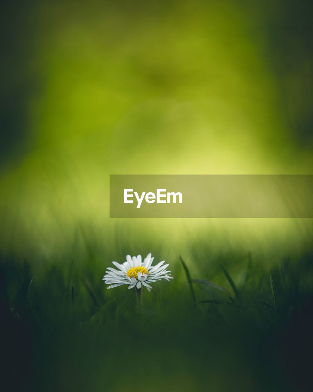 Close-up of white flowering plant on field