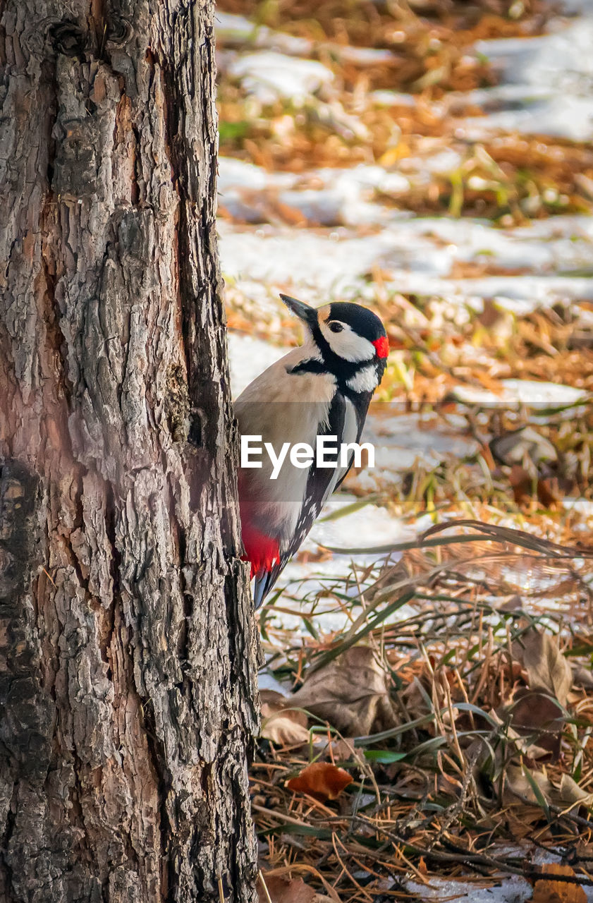 animal themes, animal, bird, animal wildlife, wildlife, tree, one animal, tree trunk, trunk, woodpecker, nature, plant, branch, no people, day, focus on foreground, autumn, perching, outdoors, land