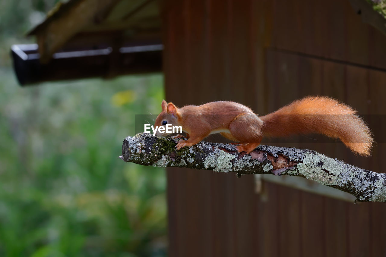 Orange squirrel sitting on a branch, close-up of squirrel on railing