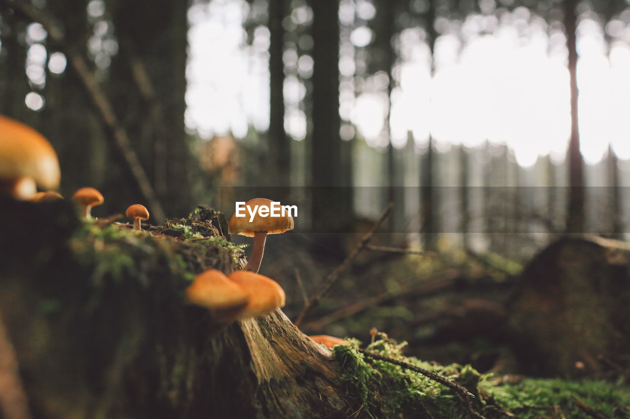 Close-up of mushrooms