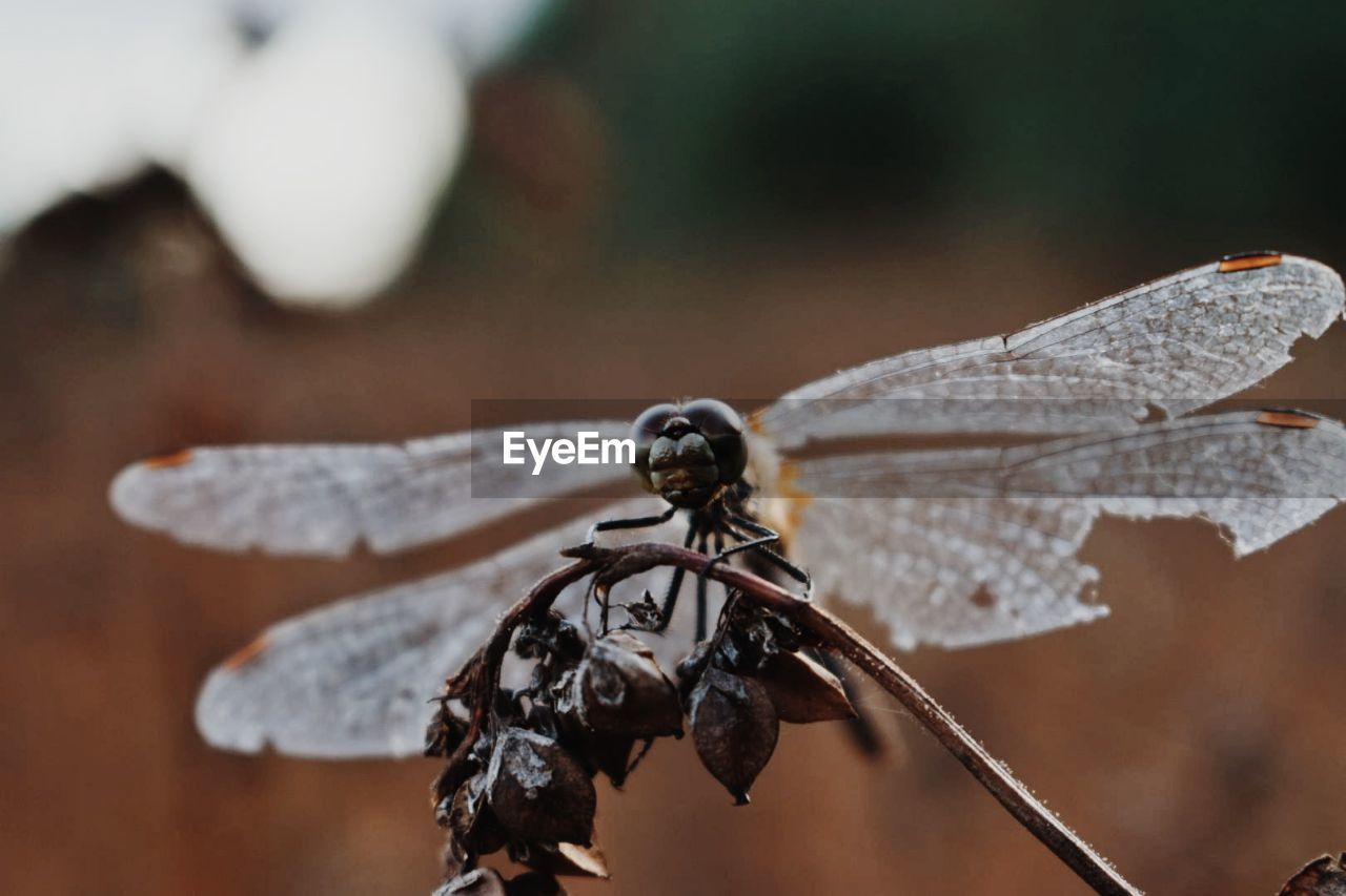 CLOSE-UP OF DRAGONFLY