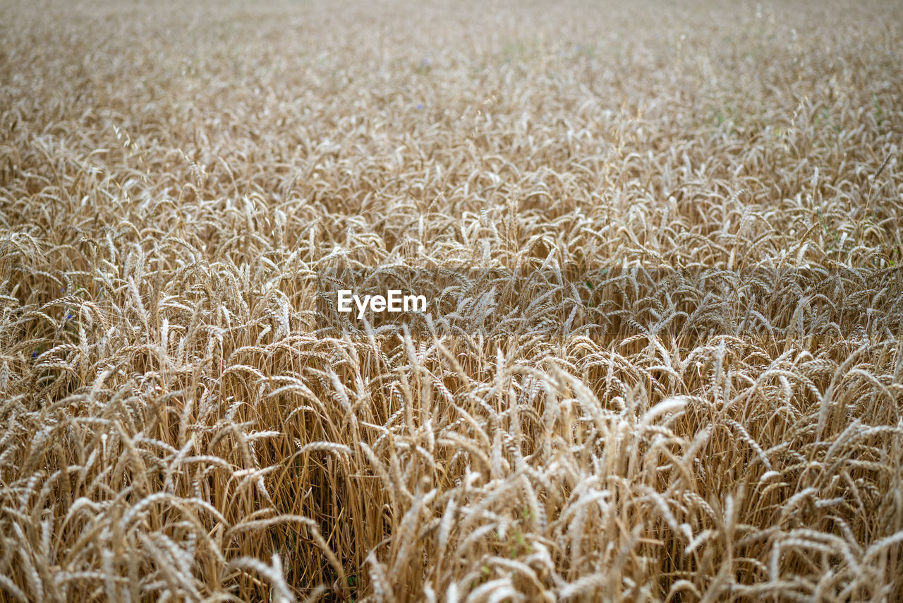 full frame shot of hay in field