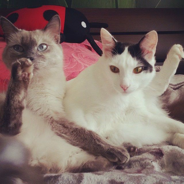 PORTRAIT OF CAT RELAXING