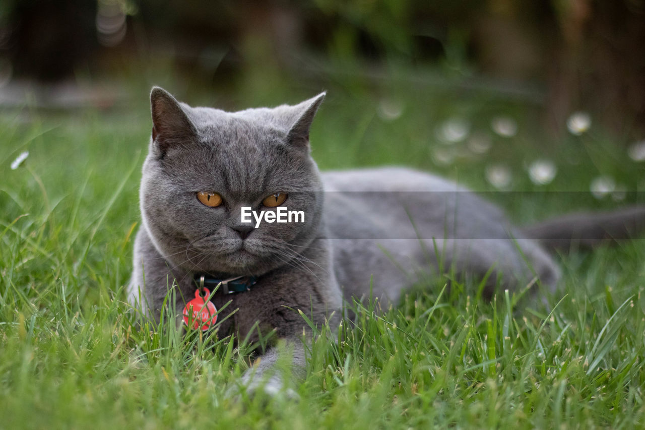 PORTRAIT OF CAT LYING ON GRASS