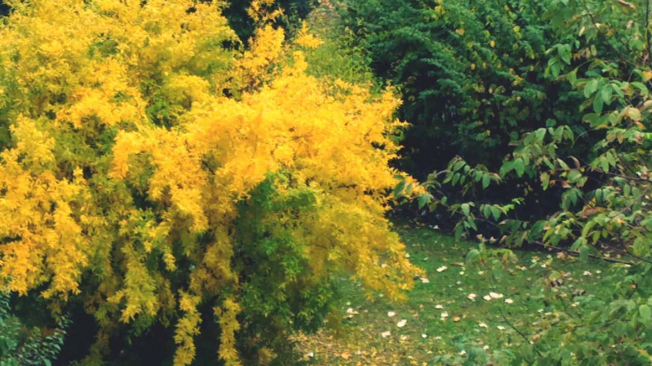 YELLOW TREES IN FOREST