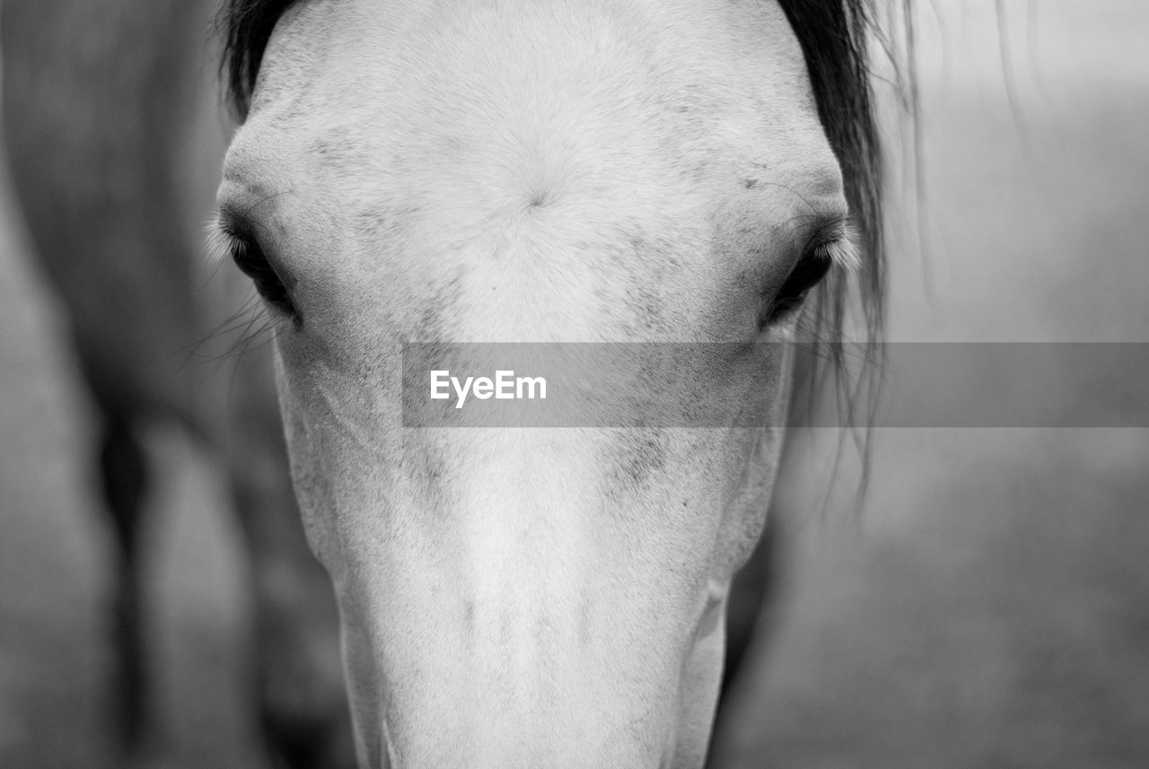 Close-up portrait of arabian horse