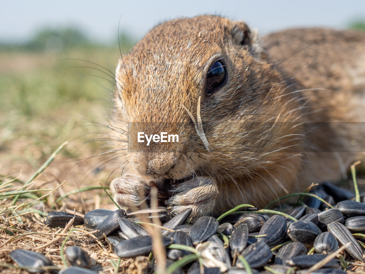 animal, animal themes, animal wildlife, one animal, mammal, wildlife, whiskers, rodent, squirrel, nature, no people, eating, close-up, portrait, prairie dog, day, outdoors, cute, animal body part, land, grass, plant
