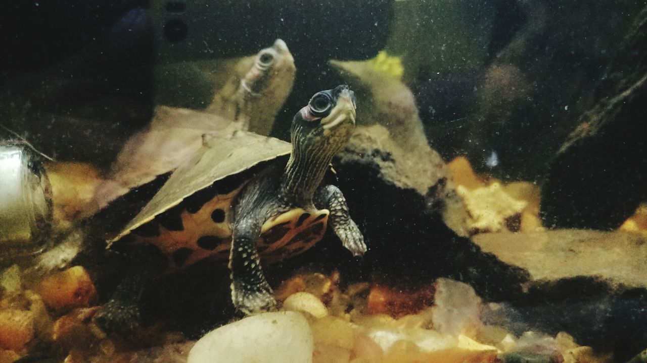 Close-up of turtles in fish tank