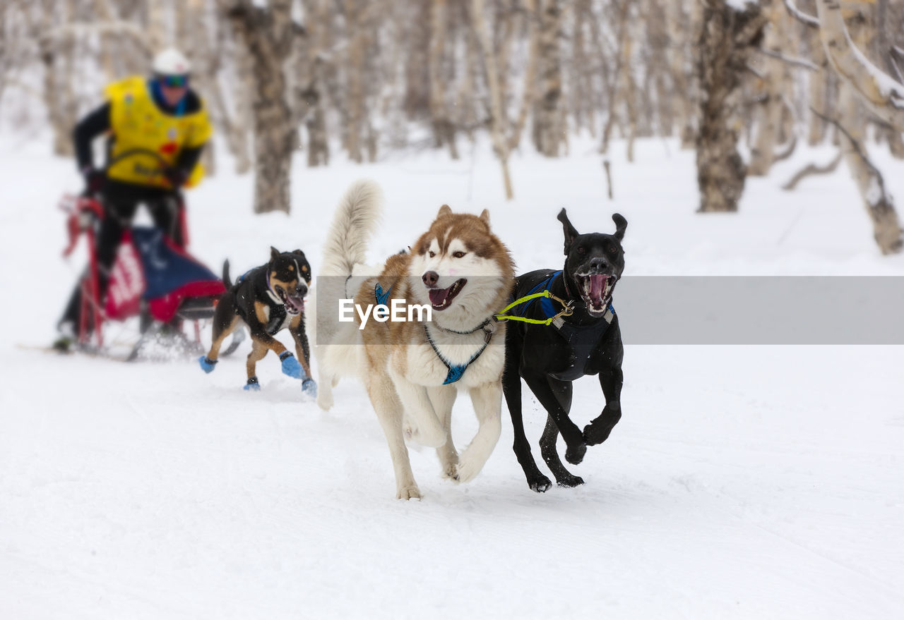 VIEW OF DOGS ON SNOW