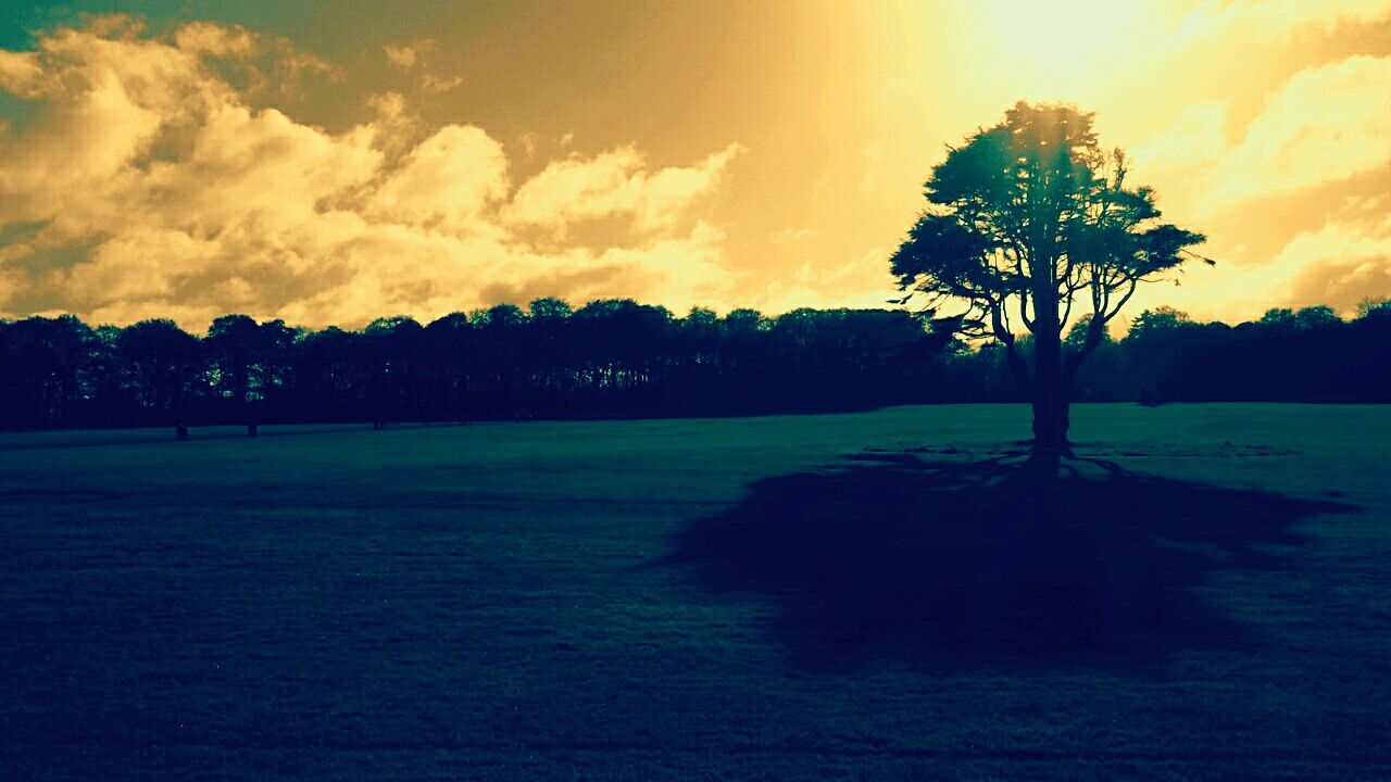 SILHOUETTE TREES ON LANDSCAPE AGAINST SUNSET SKY