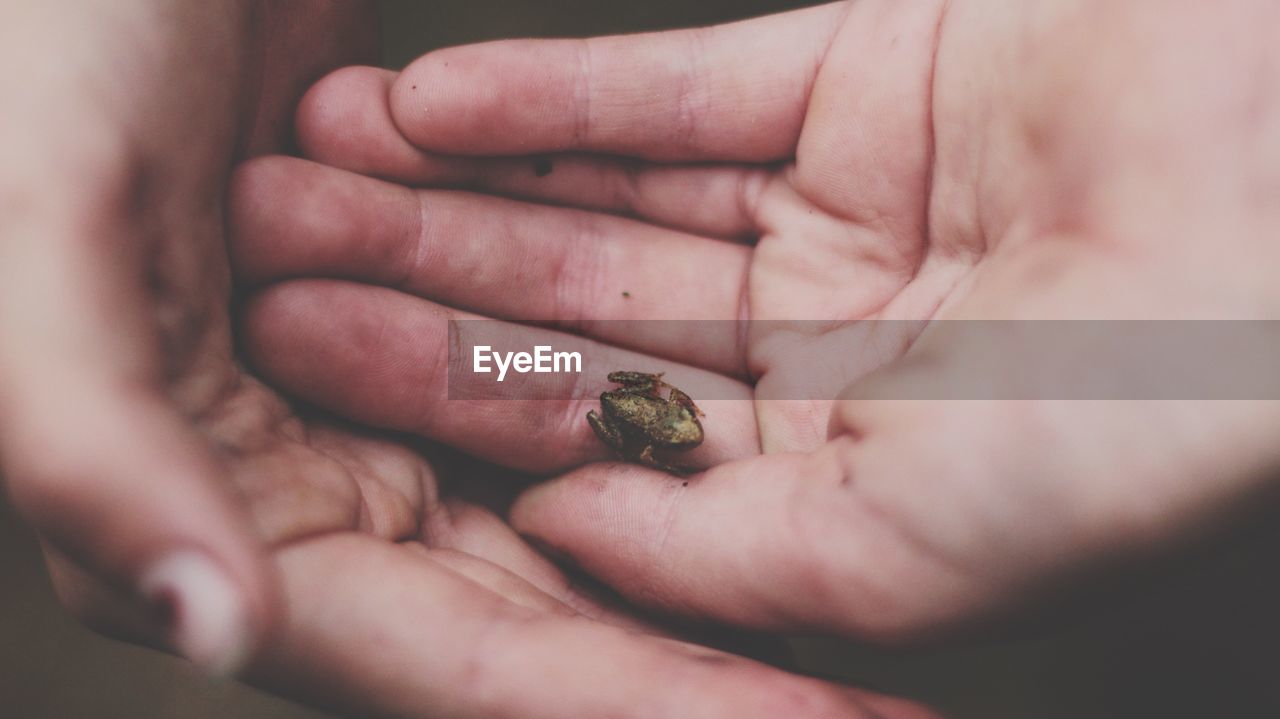 High angle view of young frog on hand