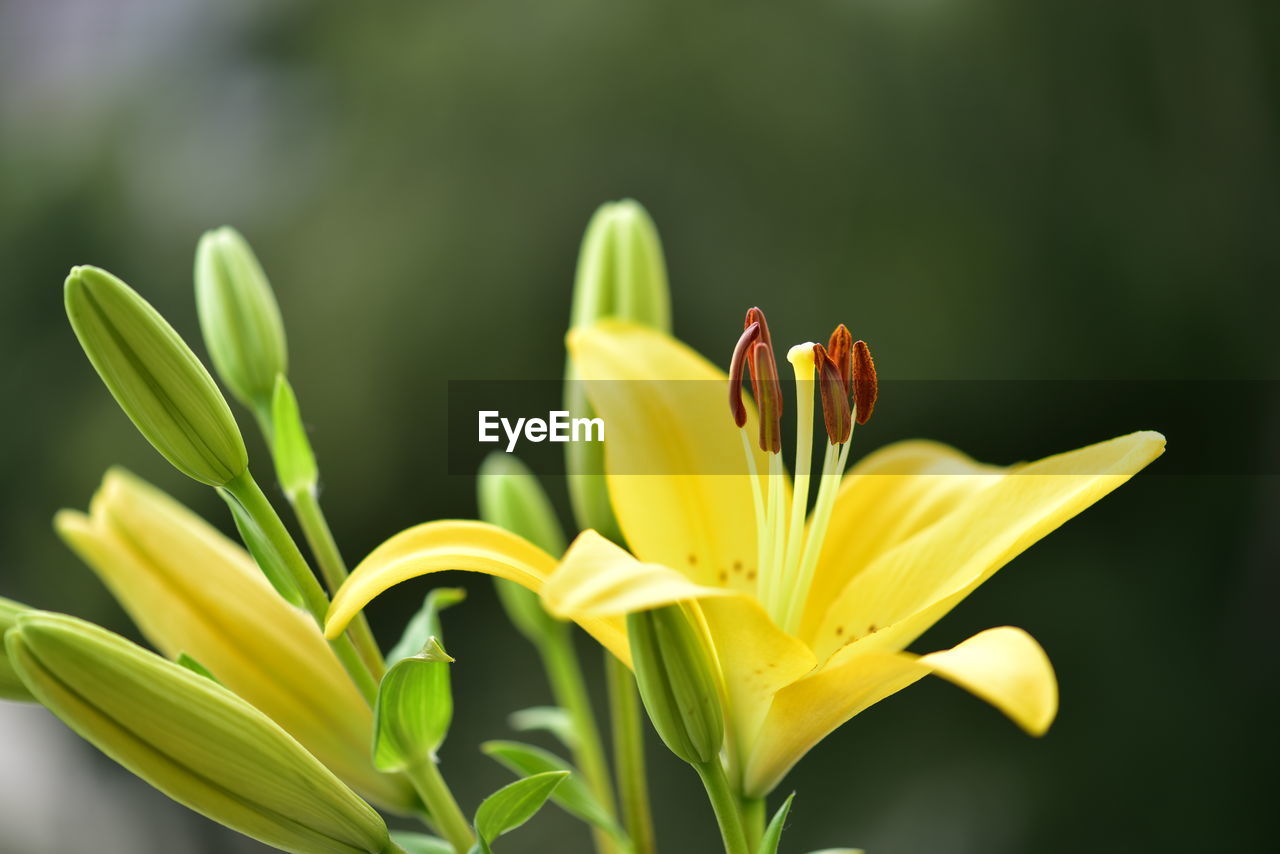 Close-up of yellow lily blooming outdoors