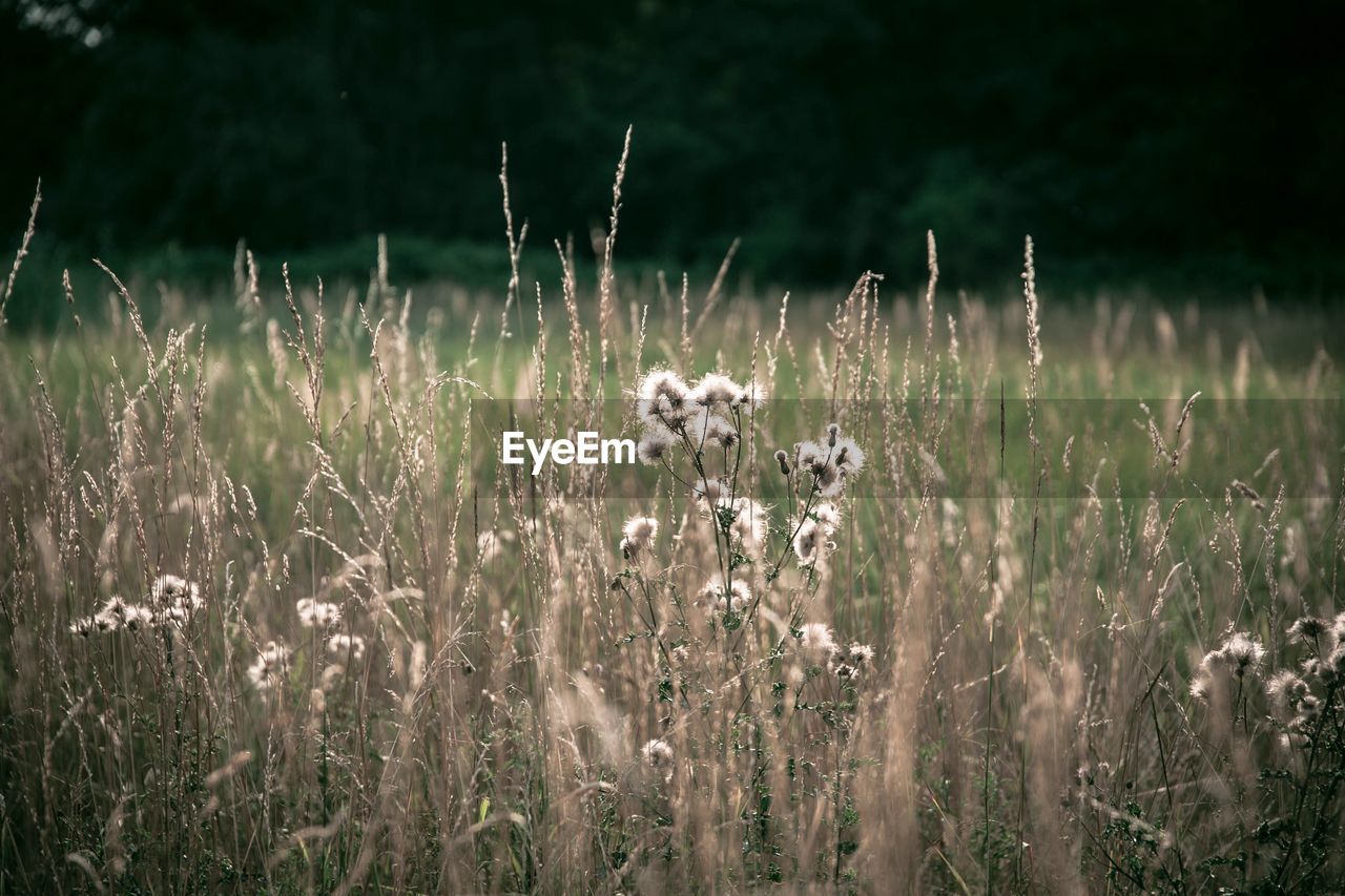 Close-up of flowering plants on field