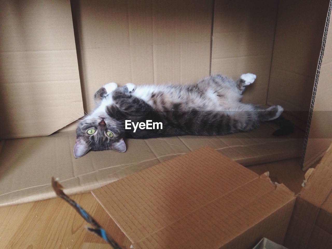 HIGH ANGLE VIEW OF A CAT LYING DOWN ON WOODEN FLOOR