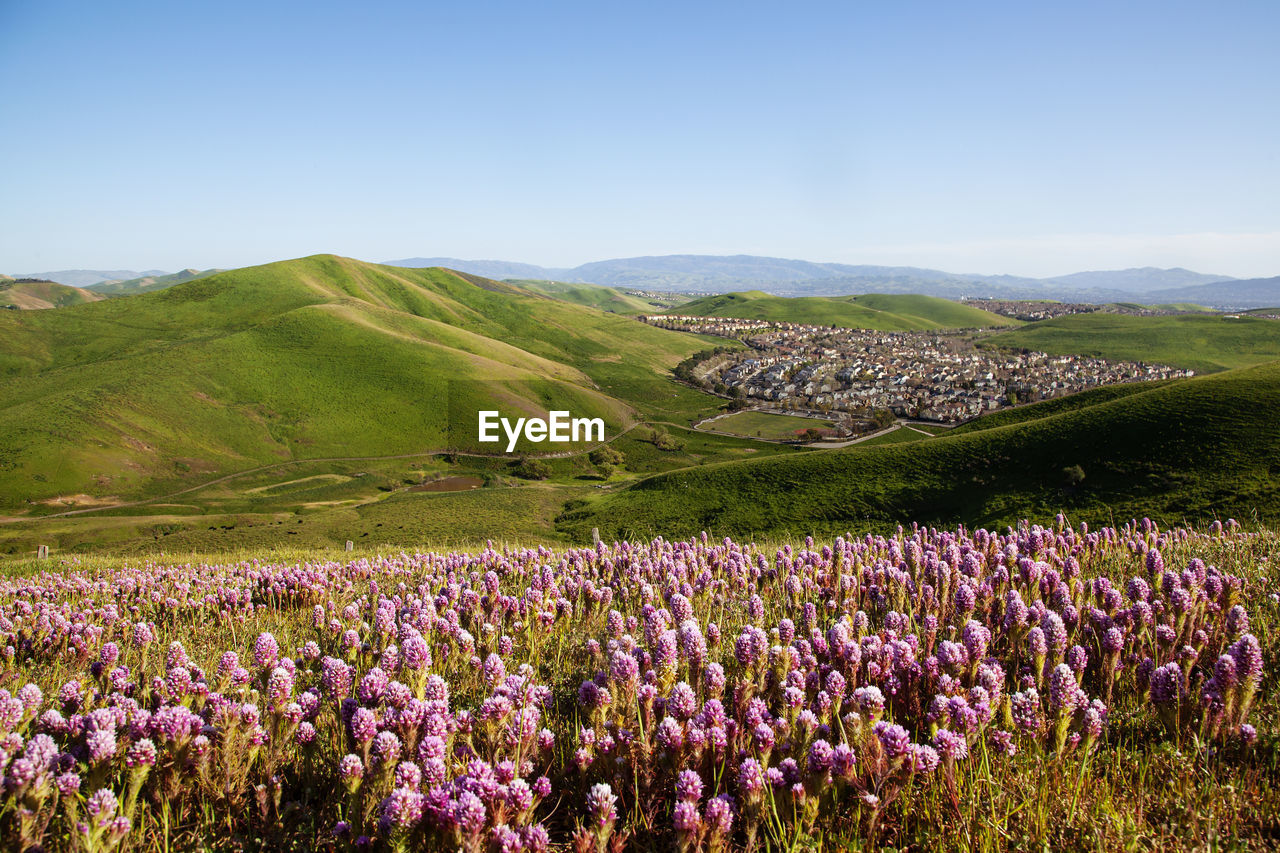 Spring flowers blossoming in san ramon, tri-valley, california