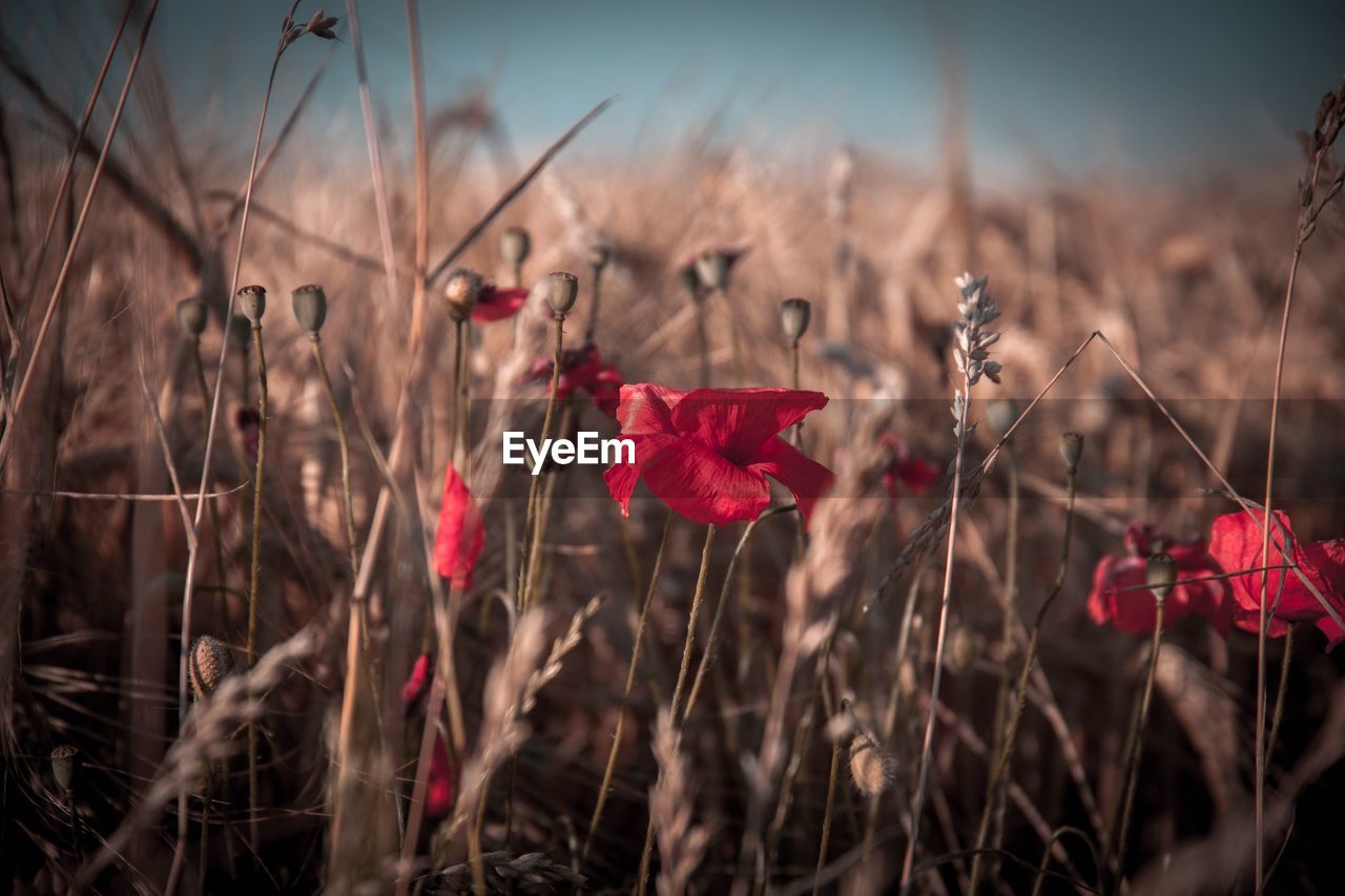 Close-up of red flowering plants on field