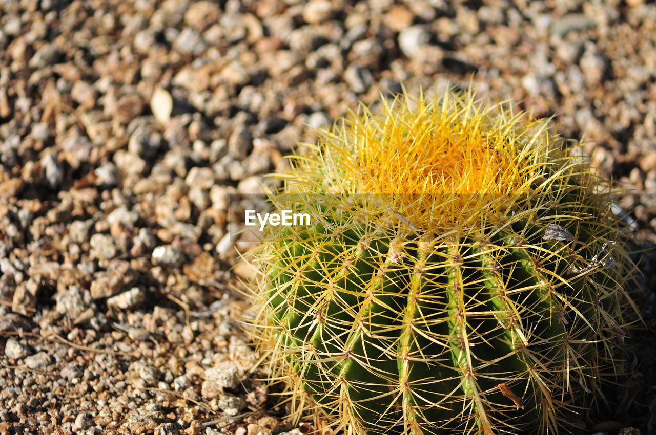 CLOSE-UP OF CACTUS ON FIELD