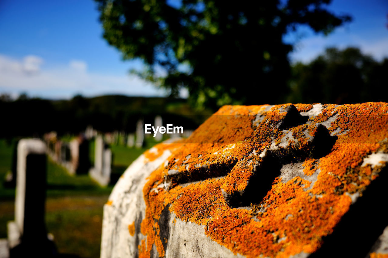 Top of a tombstone covered with orange moss in the fall