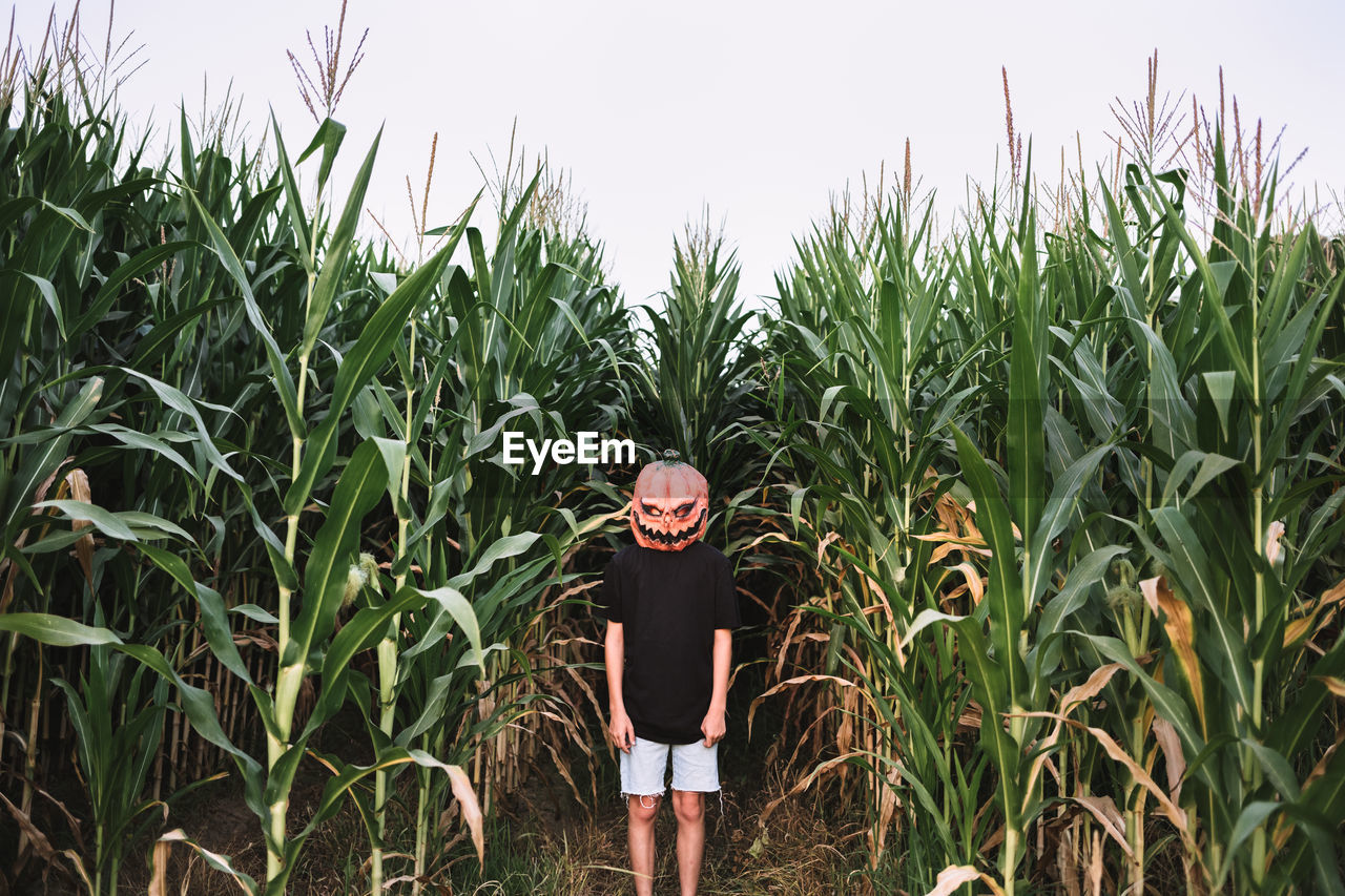 Anonymous person wearing spooky halloween pumpkin mask and black cloak standing in cornfield and looking at camera