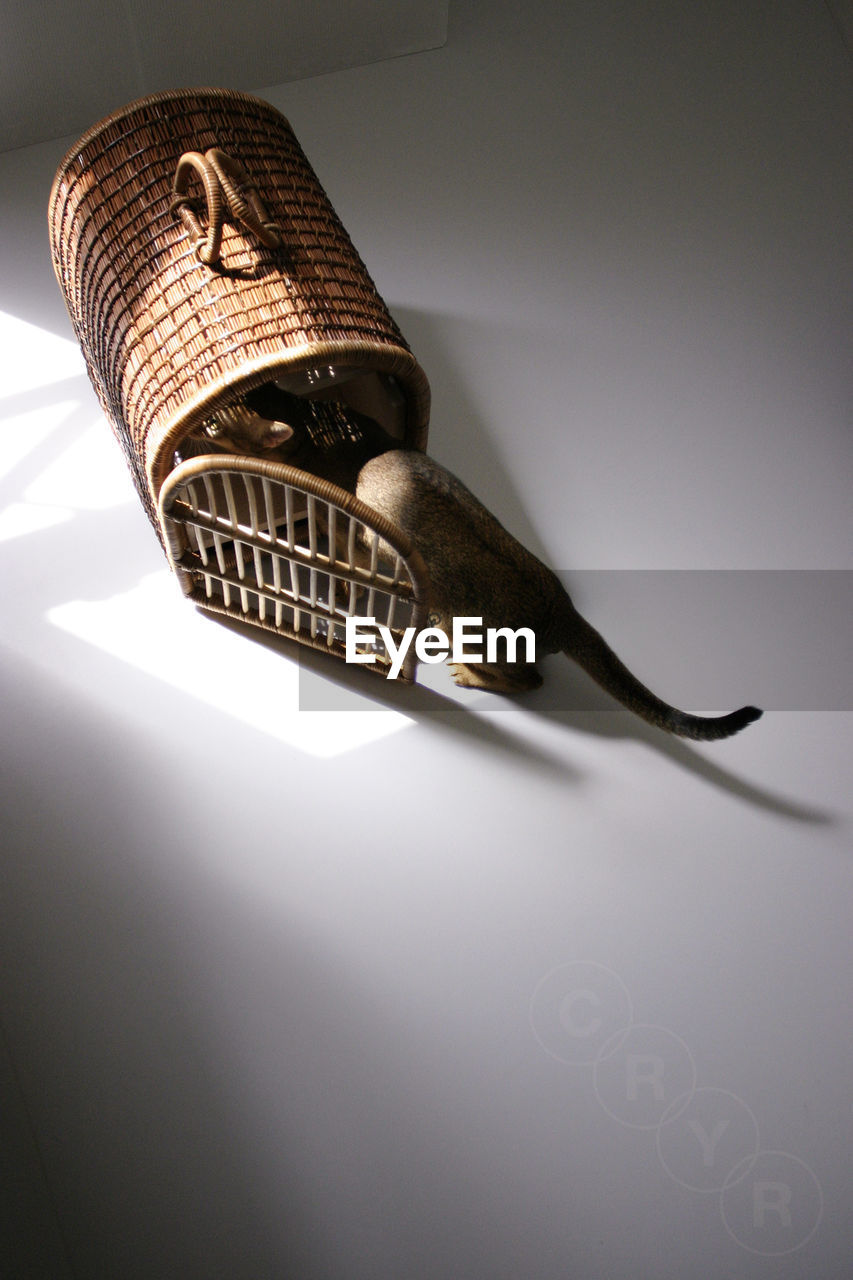 High angle view of cat looking into wicker basket on floor