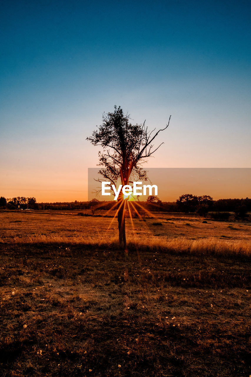 Silhouette tree on field against sky during sunset