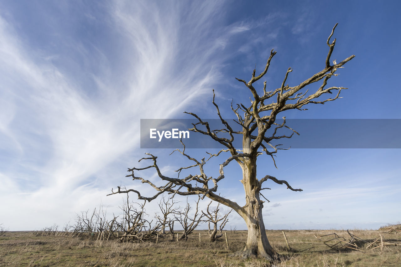 BARE TREE ON FIELD BY LAND AGAINST SKY