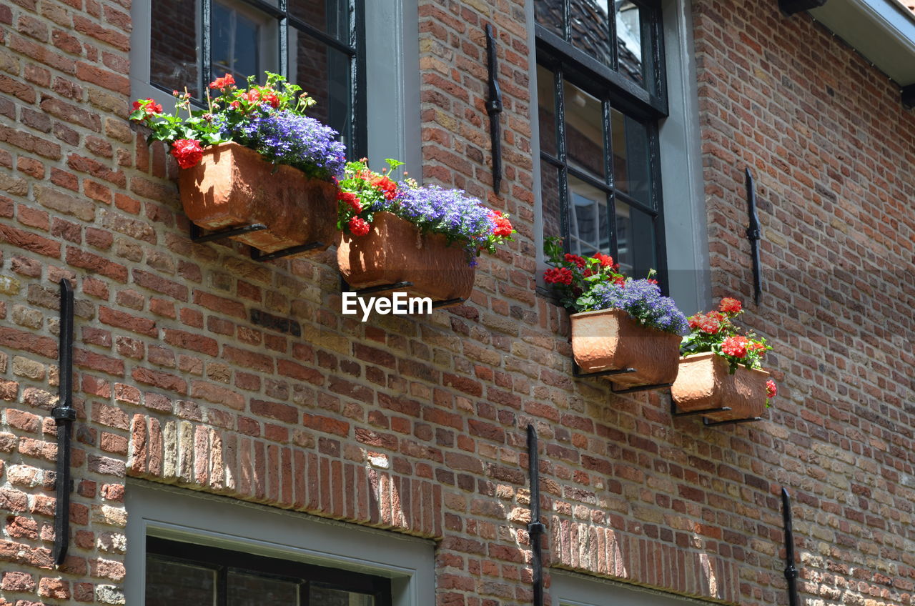 POTTED PLANTS ON HOUSE
