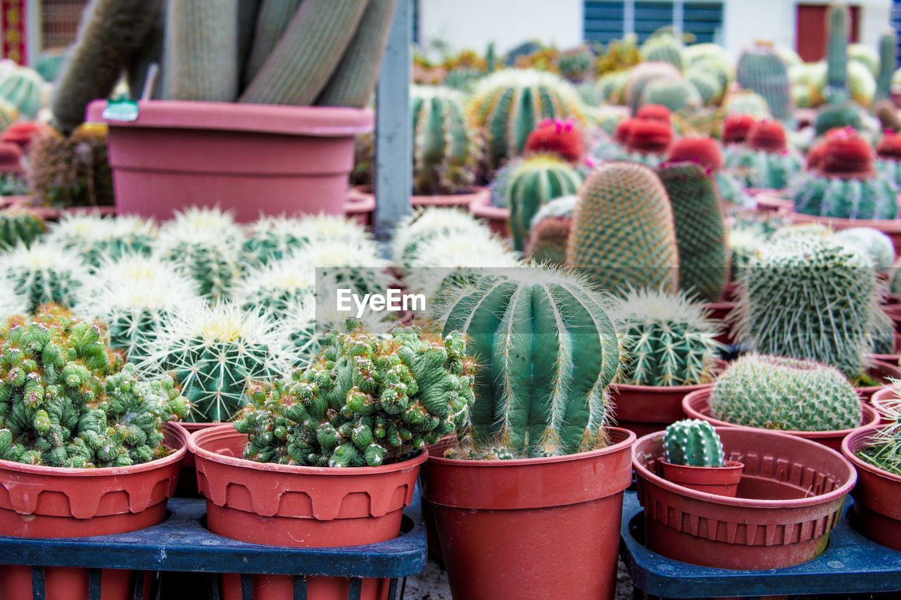 CLOSE-UP OF POTTED CACTUS PLANTS