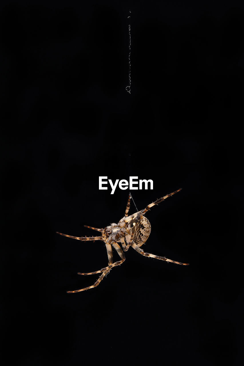Common House Spider Macro Photography Spider Eyeem
