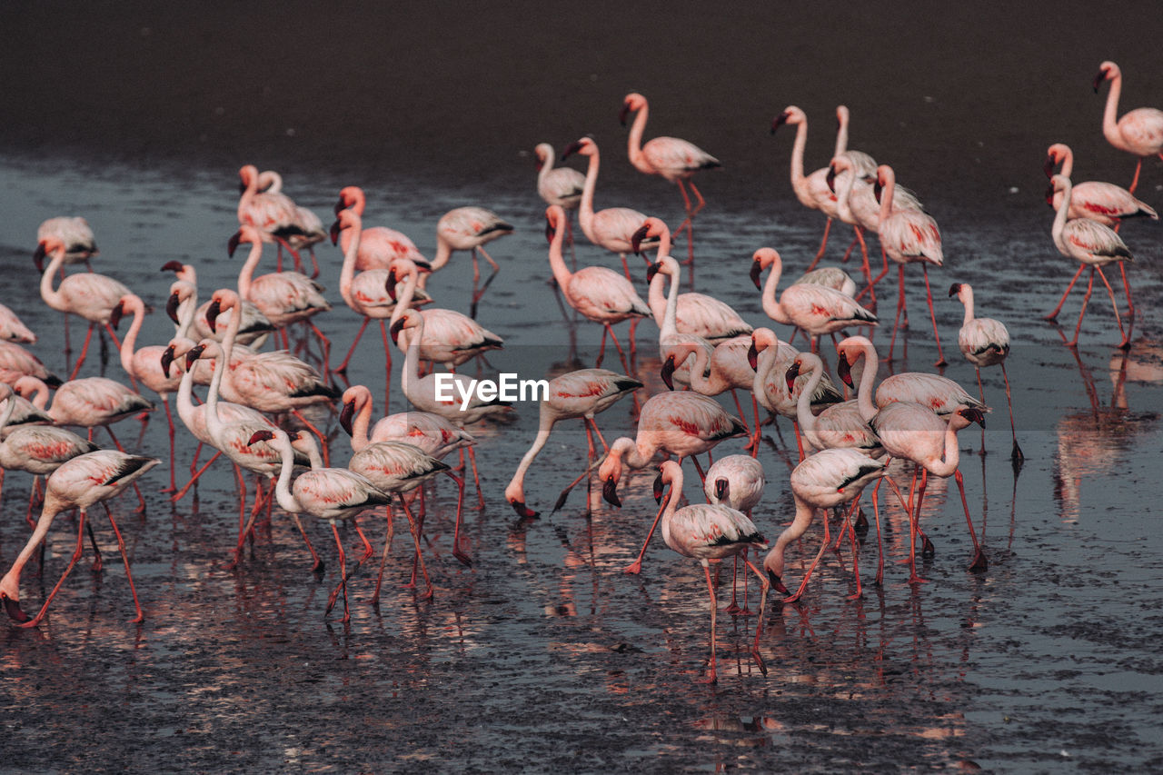 Flamingos perching on lake