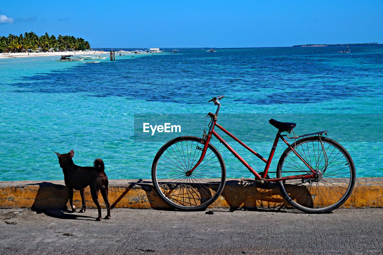 Bicycle parked by dog against sea