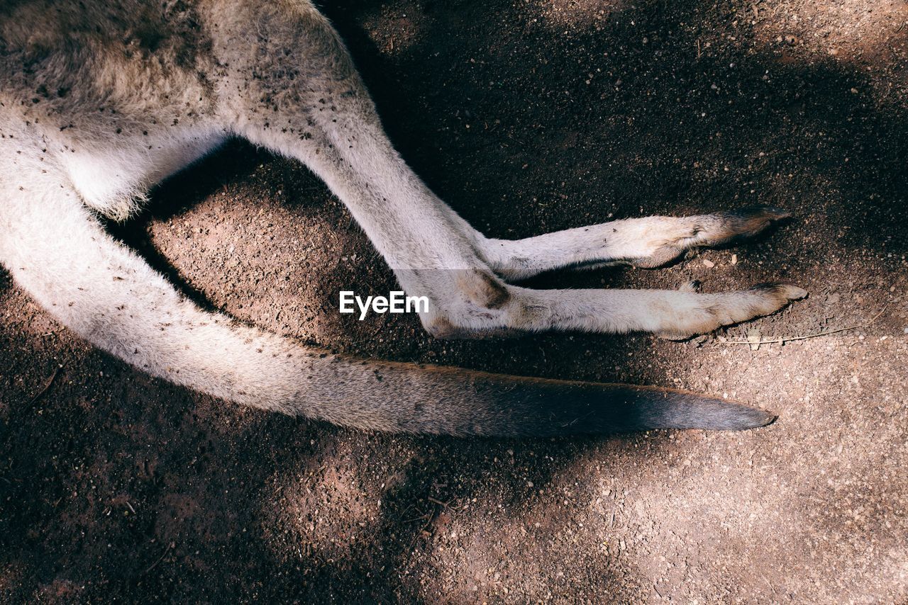 Low section of kangaroo at zoo