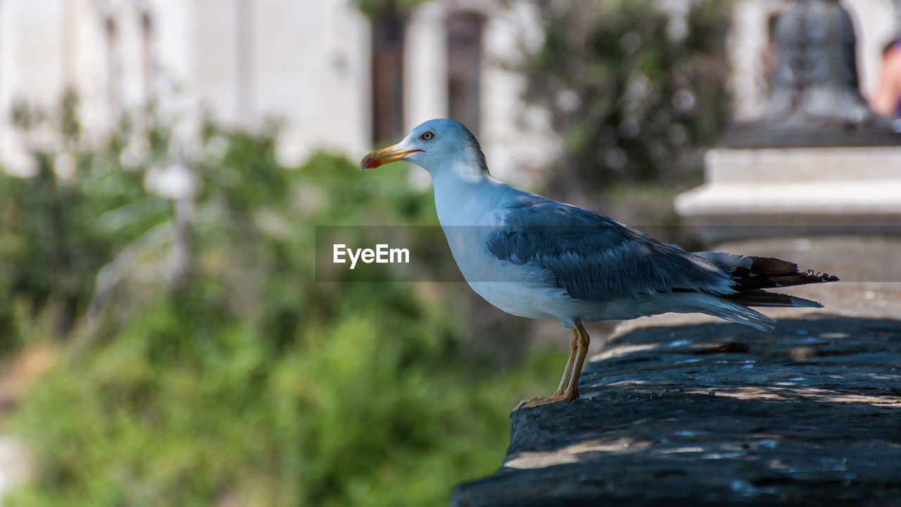 bird, animal themes, animal, animal wildlife, wildlife, one animal, perching, nature, focus on foreground, day, beak, no people, dove - bird, side view, outdoors, blue, close-up, pigeon, architecture, wood, plant, selective focus, stock dove, full length