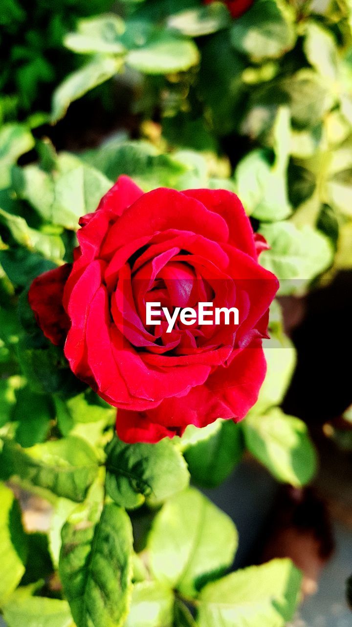 CLOSE-UP OF RED ROSE IN PLANT