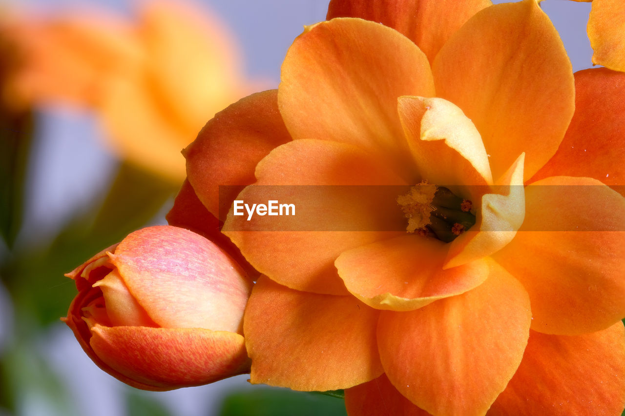 flower, plant, flowering plant, freshness, beauty in nature, yellow, orange color, close-up, macro photography, nature, petal, growth, flower head, fruit, fragility, inflorescence, no people, food, outdoors, food and drink, focus on foreground, blossom, day, botany, citrus fruit, healthy eating, orange