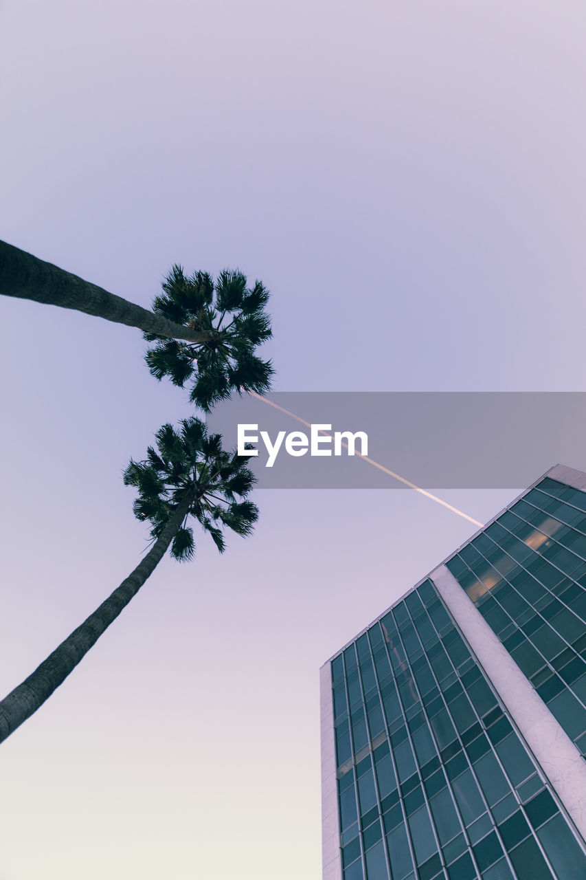 Low angle view of tree against sky