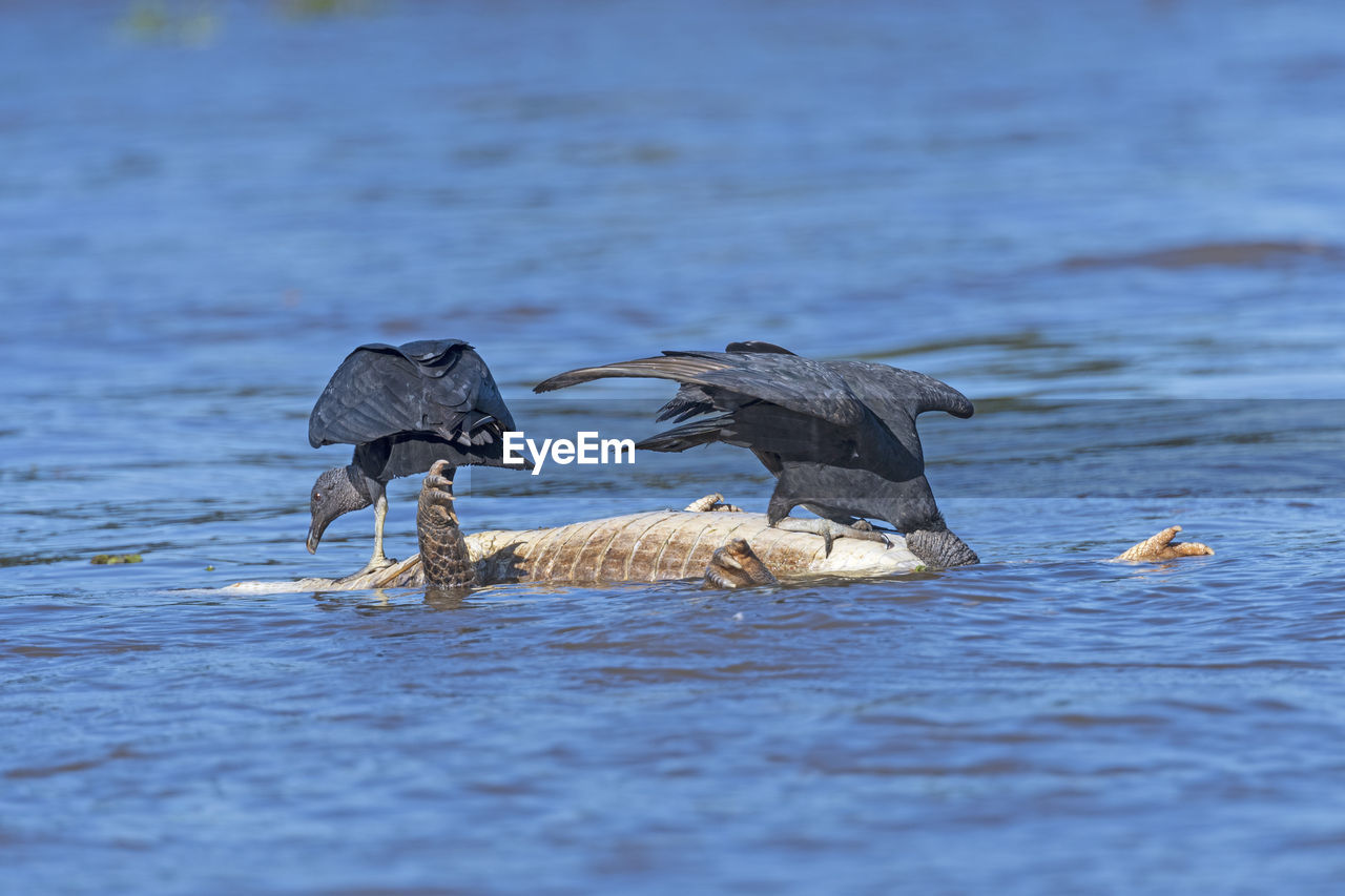 Two black vultures eating on a dead caiman in pantanal national park in brazil