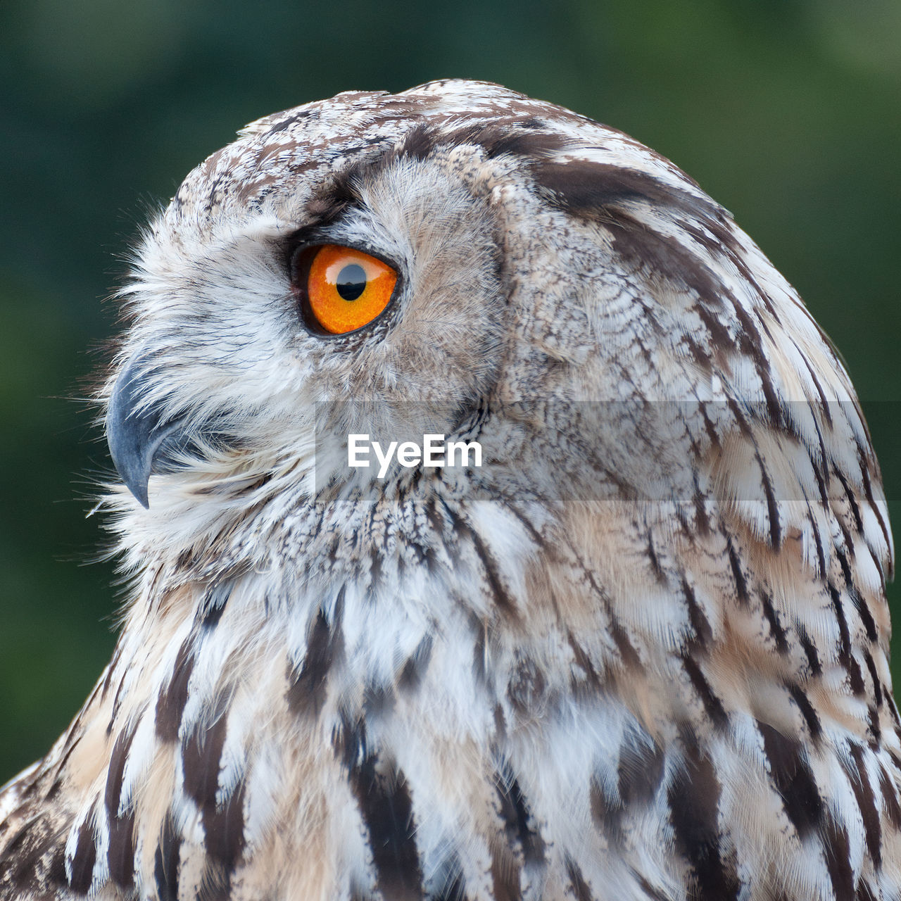 Close-up portrait of owl