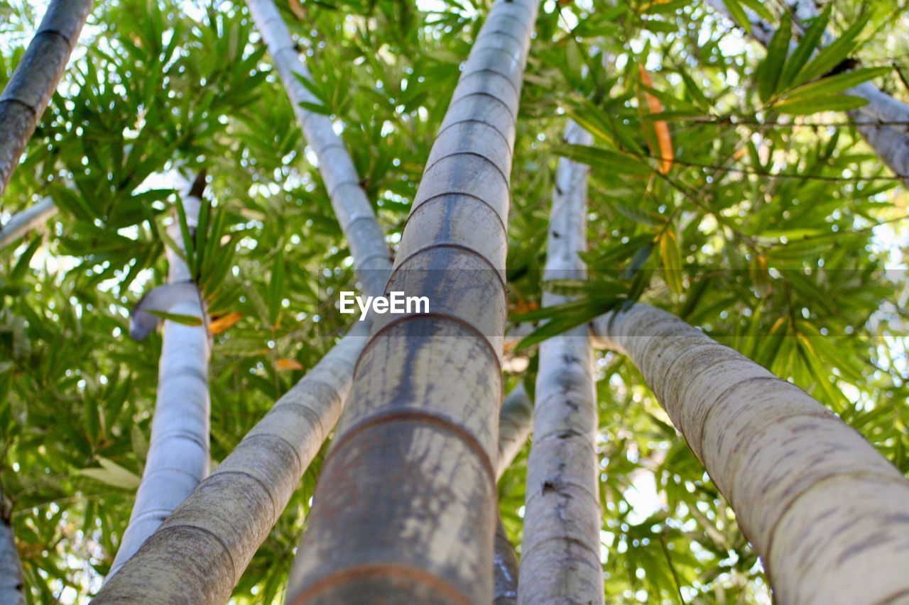 Low angle view of bamboo trees