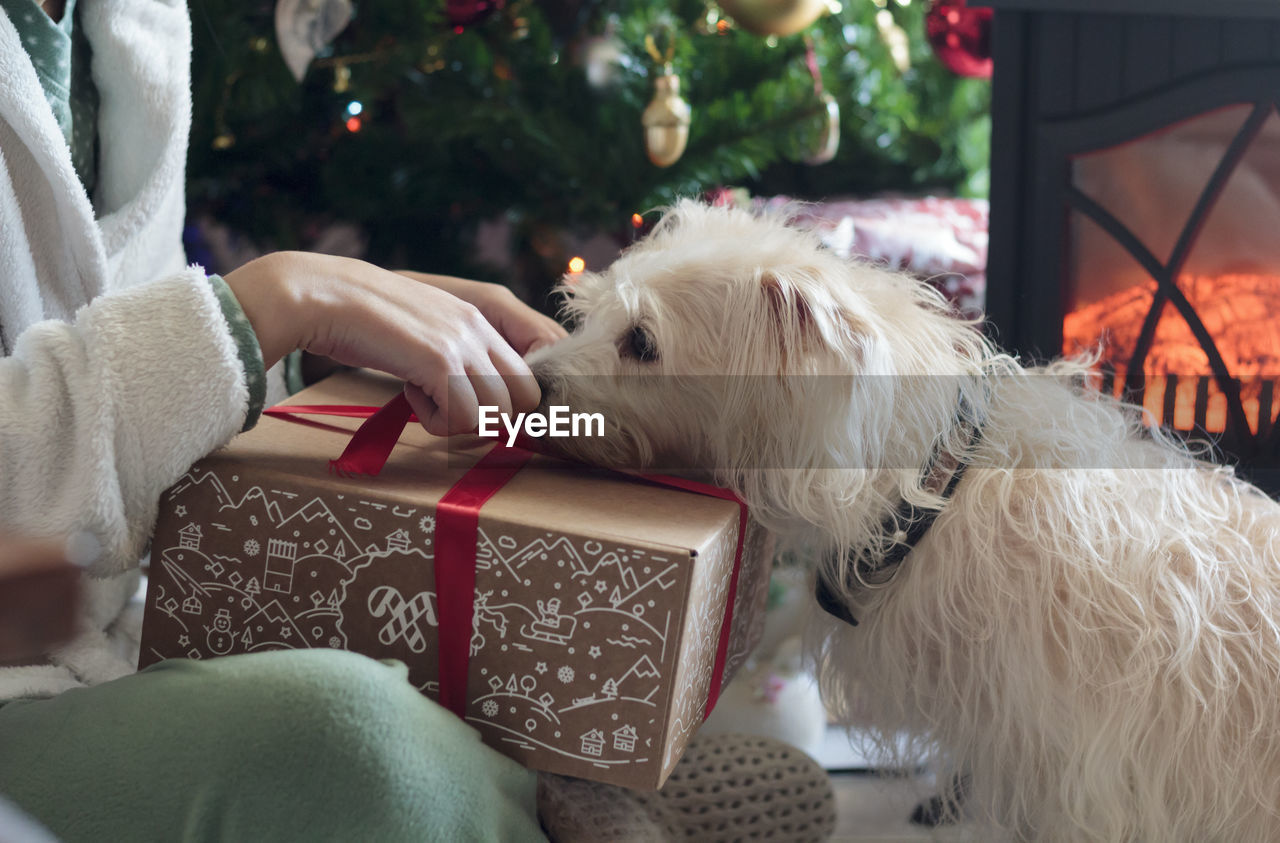 Woman unwrapping christmas present with her dog by the christmas tree
