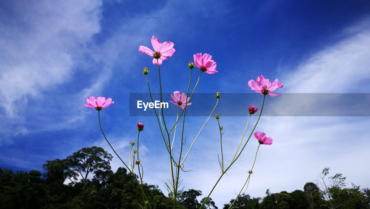 LOW ANGLE VIEW OF PINK FLOWERING PLANT AGAINST SKY