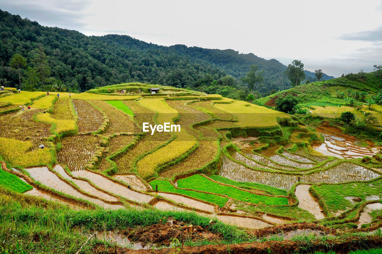 Scenic view of terraced rice agricultural field in indonesia