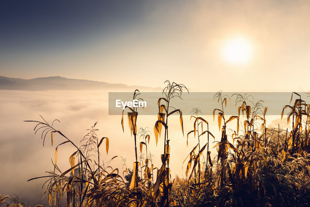 PLANTS GROWING ON FIELD DURING SUNSET