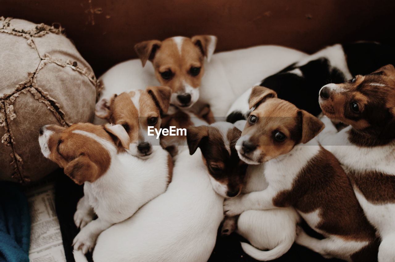 High angle view of tiny dogs