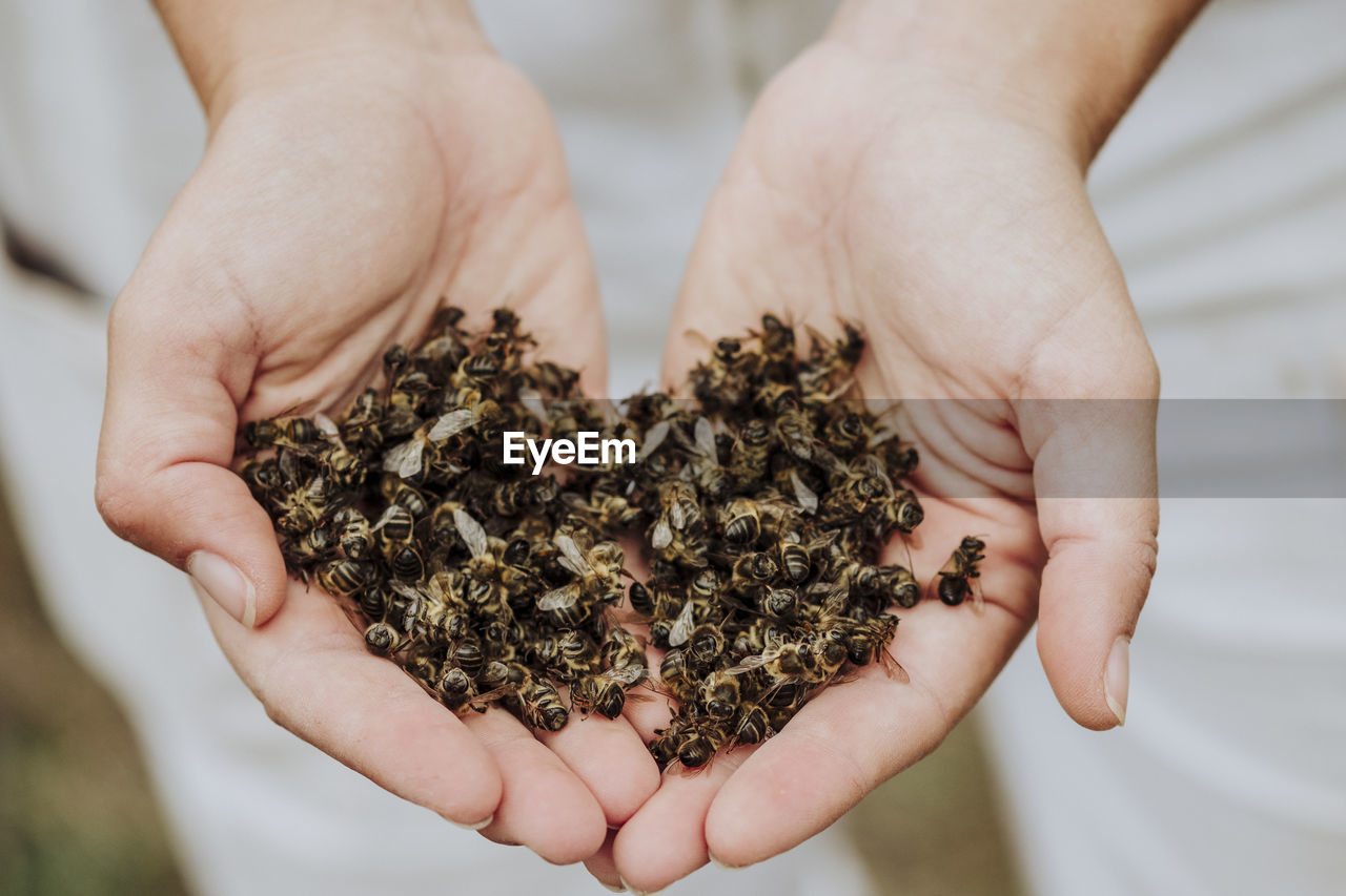 A lot of dead bees in a hands
