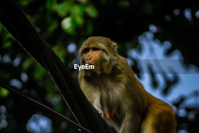 Tiger Monkey Id 154093771